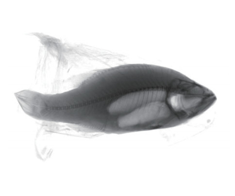 Genaue Röntgeninspektionsanlage zur Erkennung von Fremdstoffen in gefrorener Fischbarschfutter
